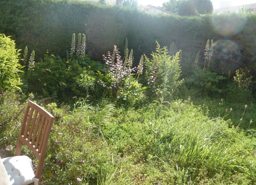 Jardin envahi avant remise en état