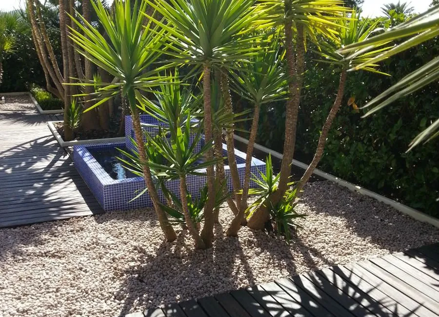 Massif minéral planté de yuccas