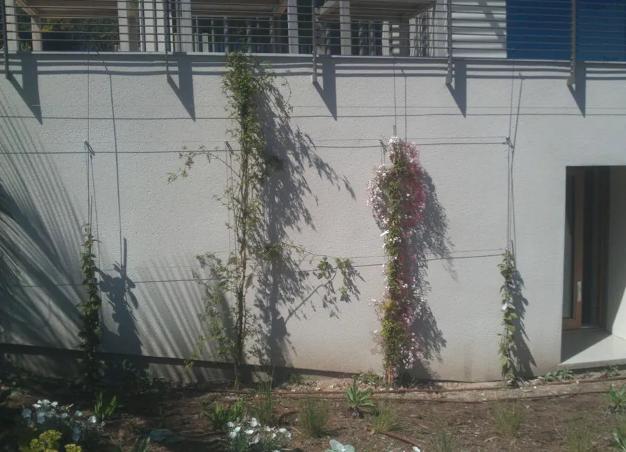 Plantation de plantes grimpantes le long d'une façade