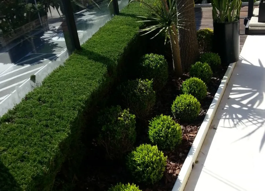 Haies et topiaires taillées dans un jardin