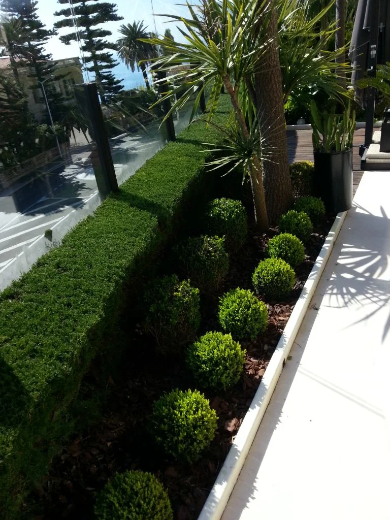 Taille structurée et finitions sur un jardin suivi.